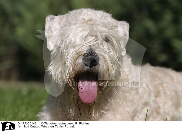 Irish Soft Coated Wheaten Terrier Portrait / Irish Soft Coated Wheaten Terrier Portrait / RR-05142
