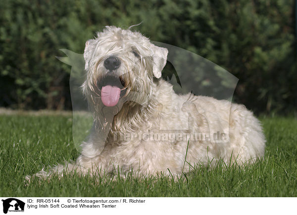 liegender / lying Irish Soft Coated Wheaten Terrier / RR-05144