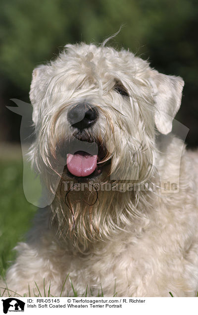 Irish Soft Coated Wheaten Terrier Portrait / Irish Soft Coated Wheaten Terrier Portrait / RR-05145