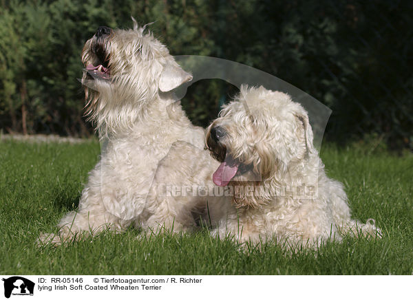 lying Irish Soft Coated Wheaten Terrier / RR-05146