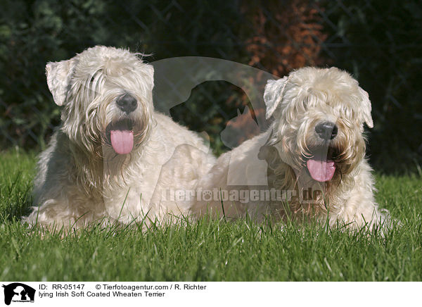 liegende / lying Irish Soft Coated Wheaten Terrier / RR-05147