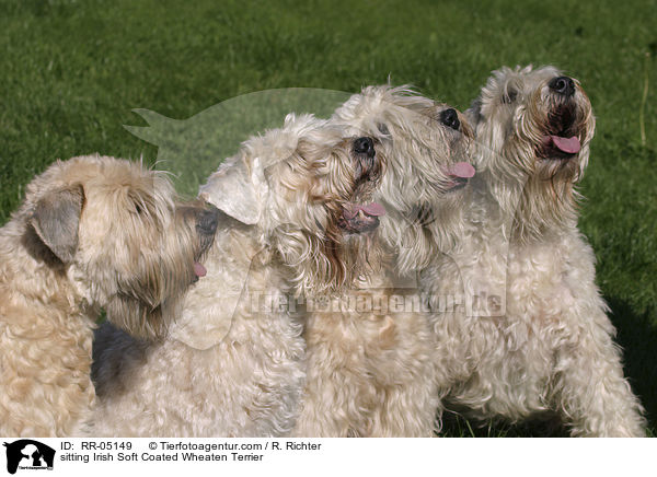 sitzende / sitting Irish Soft Coated Wheaten Terrier / RR-05149