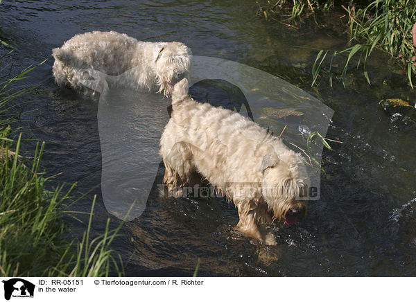 in the water / RR-05151