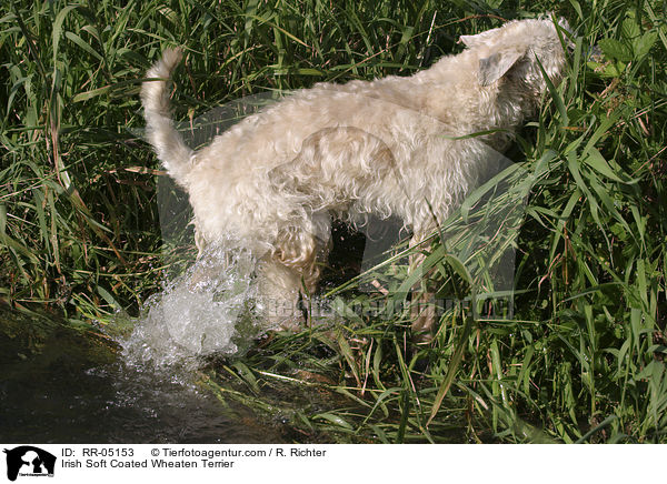 Irish Soft Coated Wheaten Terrier / RR-05153