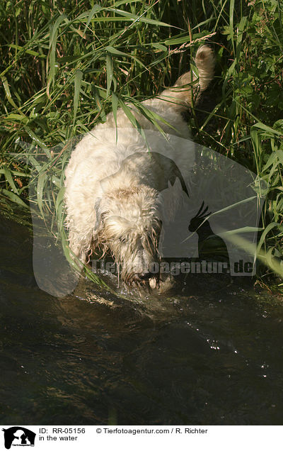 Irish Soft Coated Wheaten Terrier im Wasser / in the water / RR-05156
