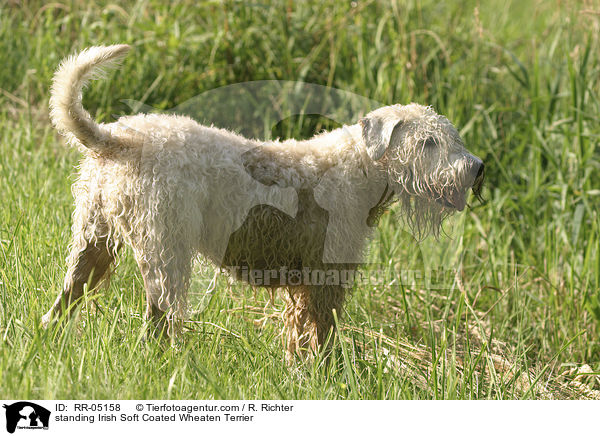 standing Irish Soft Coated Wheaten Terrier / RR-05158