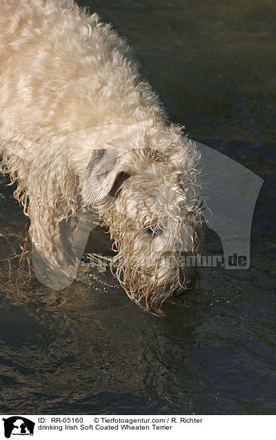 drinking Irish Soft Coated Wheaten Terrier / RR-05160