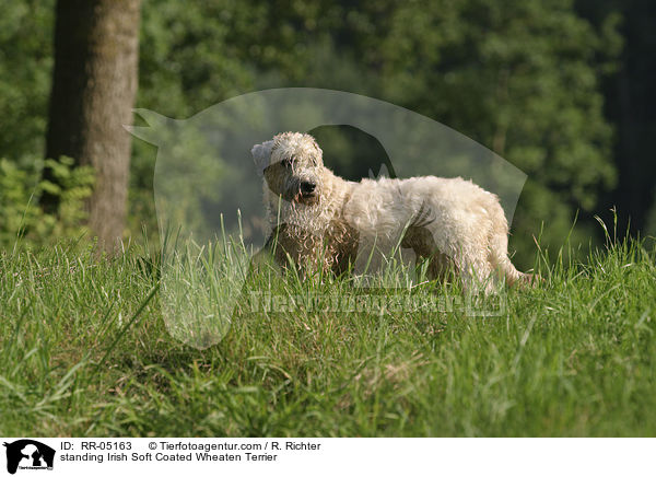 stehender / standing Irish Soft Coated Wheaten Terrier / RR-05163