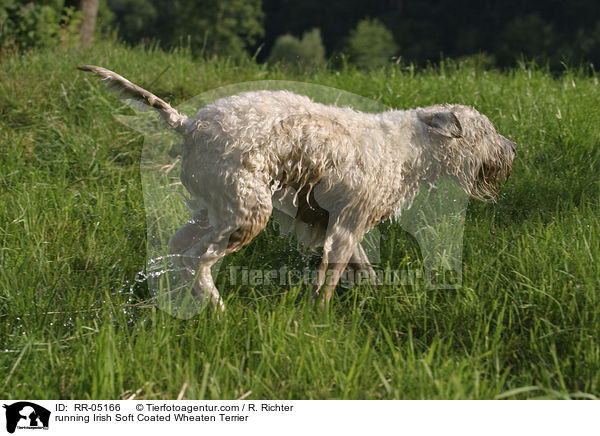 rennender / running Irish Soft Coated Wheaten Terrier / RR-05166