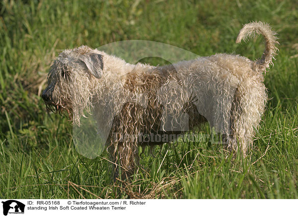 standing Irish Soft Coated Wheaten Terrier / RR-05168