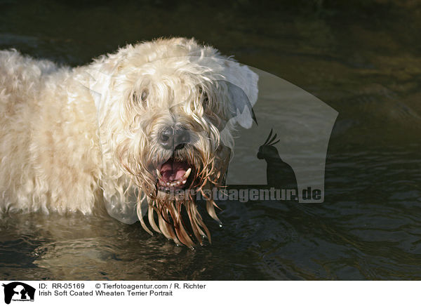 Irish Soft Coated Wheaten Terrier Portrait / Irish Soft Coated Wheaten Terrier Portrait / RR-05169