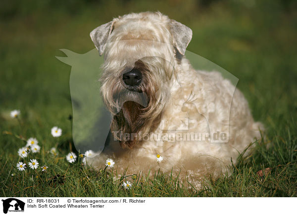 Irish Soft Coated Wheaten Terrier / RR-18031