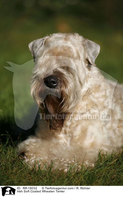Irish Soft Coated Wheaten Terrier / Irish Soft Coated Wheaten Terrier / RR-18032