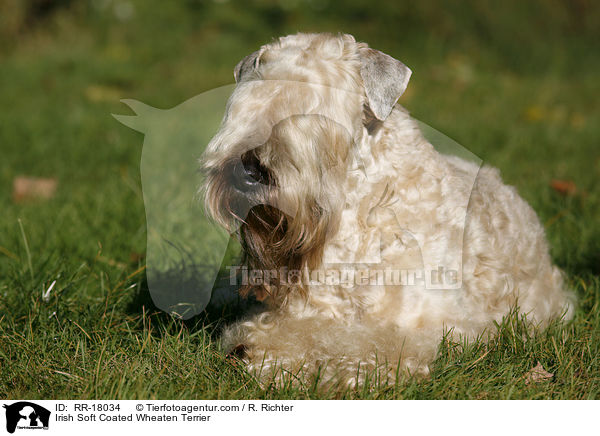 Irish Soft Coated Wheaten Terrier / RR-18034