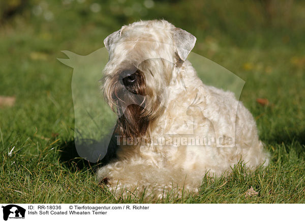 Irish Soft Coated Wheaten Terrier / RR-18036