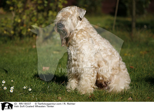 Irish Soft Coated Wheaten Terrier / RR-18037