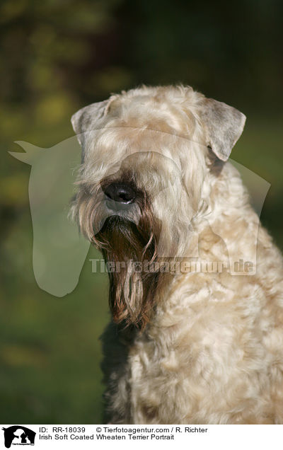 Irish Soft Coated Wheaten Terrier Portrait / RR-18039