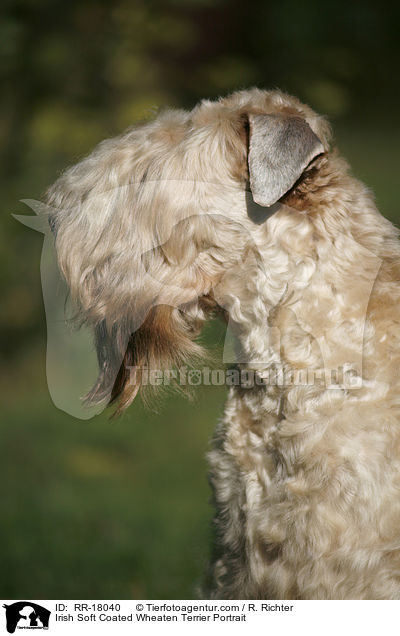 Irish Soft Coated Wheaten Terrier Portrait / RR-18040