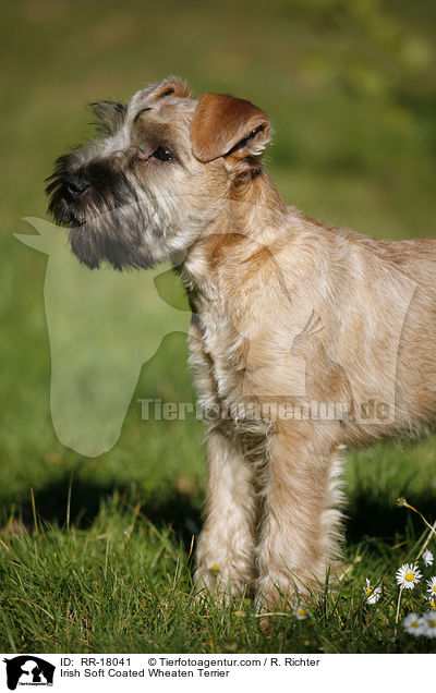 Irish Soft Coated Wheaten Terrier / RR-18041