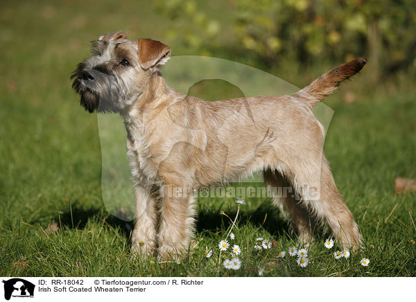 Irish Soft Coated Wheaten Terrier / RR-18042