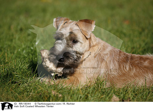 Irish Soft Coated Wheaten Terrier / RR-18044