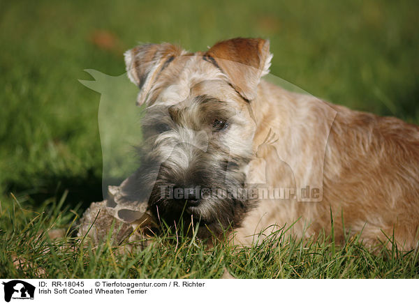 Irish Soft Coated Wheaten Terrier / RR-18045