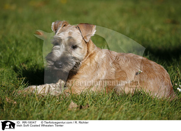 Irish Soft Coated Wheaten Terrier / RR-18047