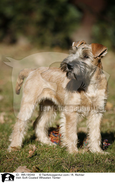 Irish Soft Coated Wheaten Terrier / RR-18049