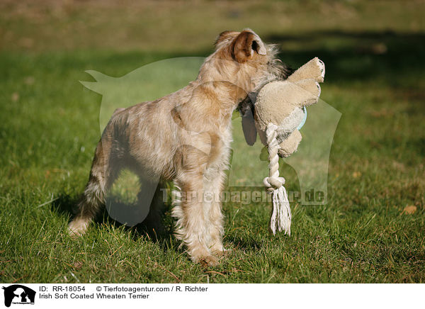 Irish Soft Coated Wheaten Terrier / Irish Soft Coated Wheaten Terrier / RR-18054