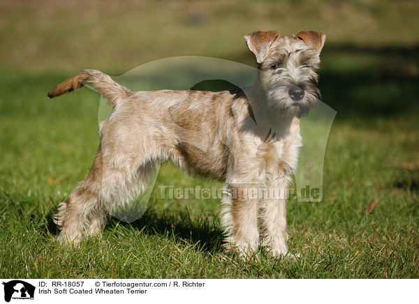 Irish Soft Coated Wheaten Terrier / RR-18057
