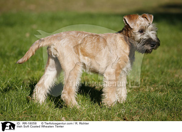 Irish Soft Coated Wheaten Terrier / RR-18058