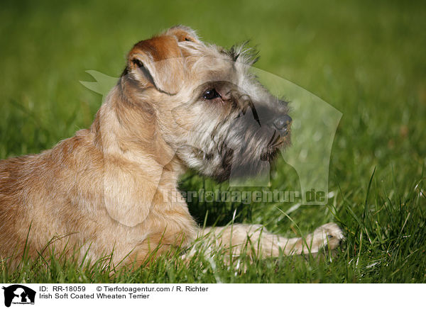 Irish Soft Coated Wheaten Terrier / RR-18059