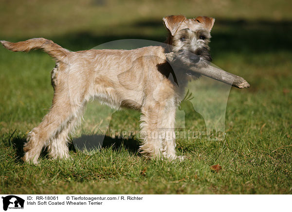 Irish Soft Coated Wheaten Terrier / RR-18061