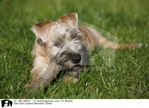 Irish Soft Coated Wheaten Terrier / Irish Soft Coated Wheaten Terrier / RR-18062