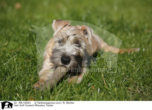Irish Soft Coated Wheaten Terrier / RR-18063