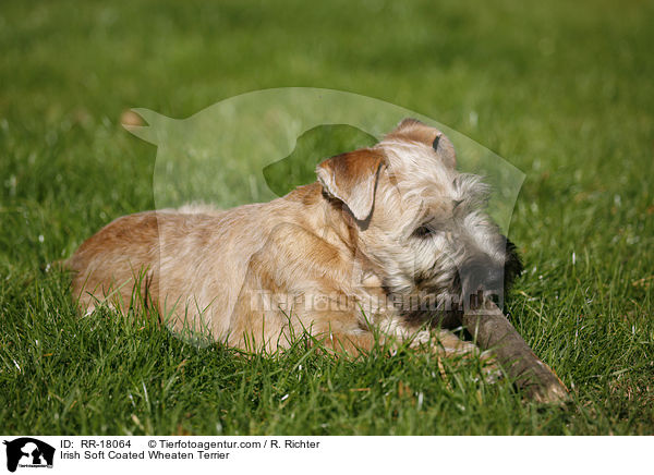 Irish Soft Coated Wheaten Terrier / RR-18064