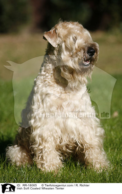 Irish Soft Coated Wheaten Terrier / RR-18065