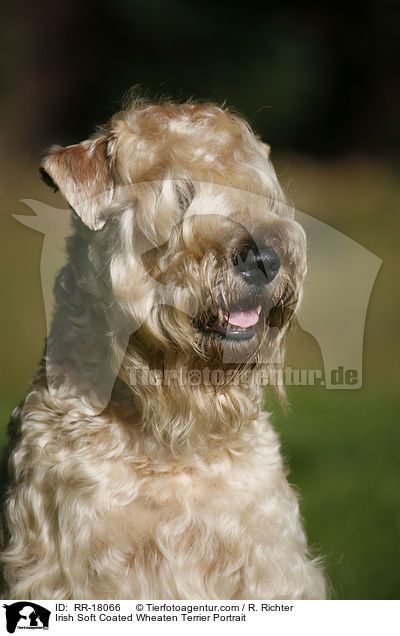 Irish Soft Coated Wheaten Terrier Portrait / Irish Soft Coated Wheaten Terrier Portrait / RR-18066