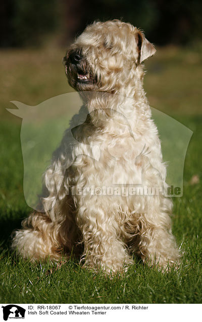 Irish Soft Coated Wheaten Terrier / Irish Soft Coated Wheaten Terrier / RR-18067