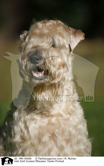 Irish Soft Coated Wheaten Terrier Portrait / RR-18068