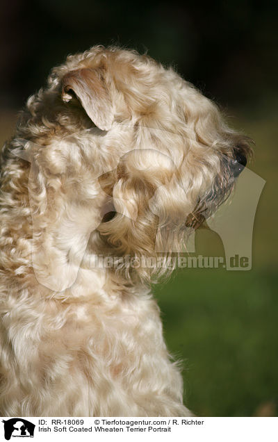 Irish Soft Coated Wheaten Terrier Portrait / RR-18069