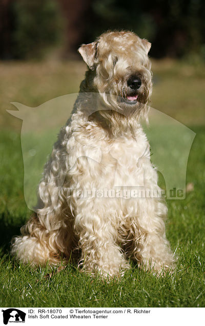 Irish Soft Coated Wheaten Terrier / RR-18070
