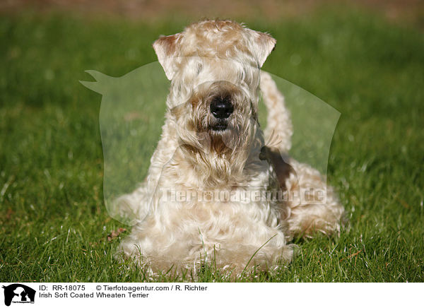 Irish Soft Coated Wheaten Terrier / Irish Soft Coated Wheaten Terrier / RR-18075