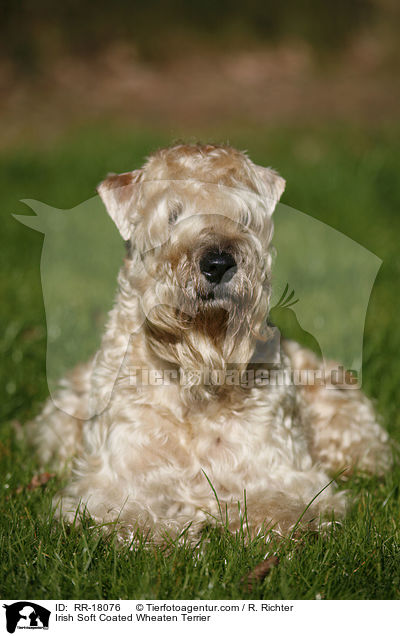 Irish Soft Coated Wheaten Terrier / RR-18076