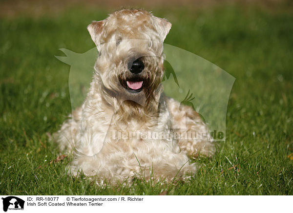 Irish Soft Coated Wheaten Terrier / Irish Soft Coated Wheaten Terrier / RR-18077