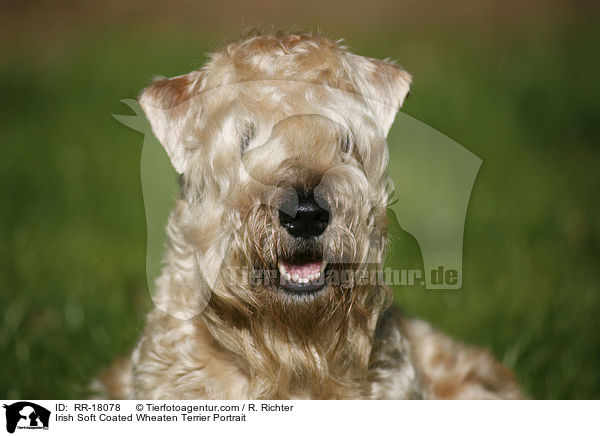 Irish Soft Coated Wheaten Terrier Portrait / RR-18078