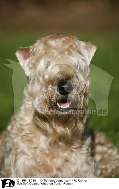 Irish Soft Coated Wheaten Terrier Portrait / RR-18080