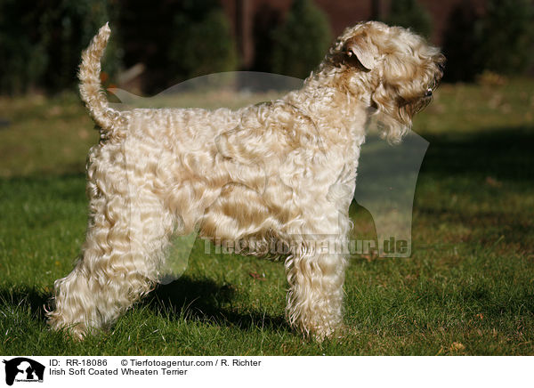 Irish Soft Coated Wheaten Terrier / RR-18086