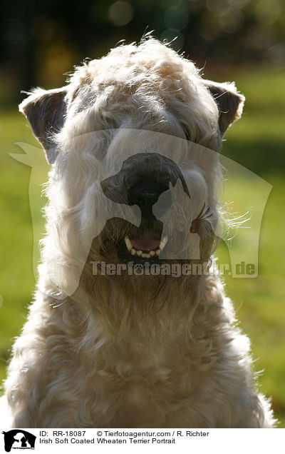 Irish Soft Coated Wheaten Terrier Portrait / Irish Soft Coated Wheaten Terrier Portrait / RR-18087
