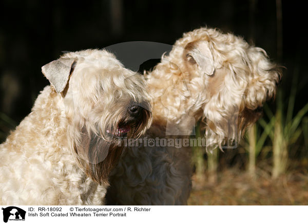Irish Soft Coated Wheaten Terrier Portrait / Irish Soft Coated Wheaten Terrier Portrait / RR-18092